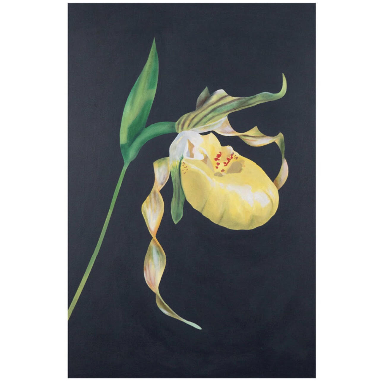 Lady Slipper